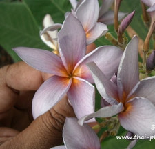 Frangipani Plumeria rubra - Hawaiian Palm Tree - VARIETY: Blue Canyon - 5 Seed -