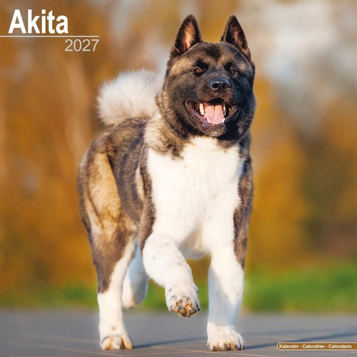Akita calendar 2027 wall - calendar,