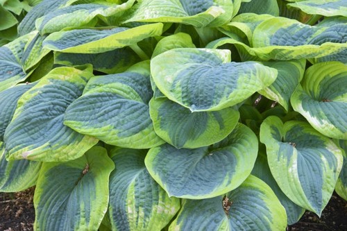 Hosta frances williams rhs - hosta,