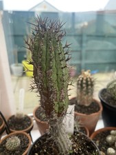 Large Euphorbia Stellaspina