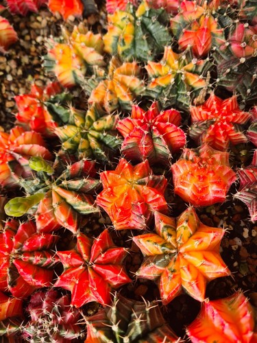 Gymnocalycium mihanovichii - gymnocalycium,