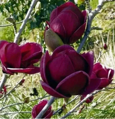 Magnolia tree plant - tree,