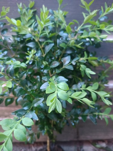 Buxus sampervirens bare root - bare,