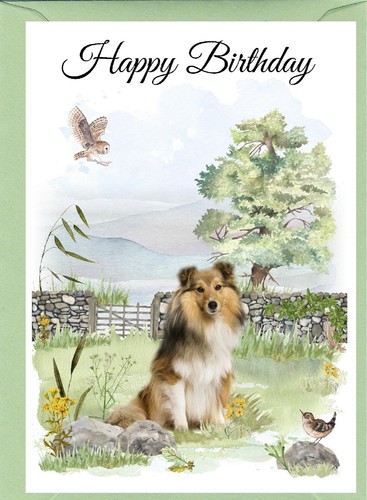 Shetland sheepdog sheltie - shetland,