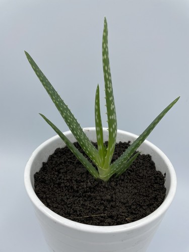 Aloe vera plant pups - aloe,