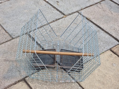 Clam larsen trap cage - cage, vermin
