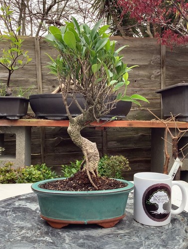 Ficus microcarpa banyan fig - microcarpa,