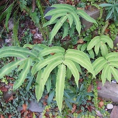 Dryopteris seiboldii fern