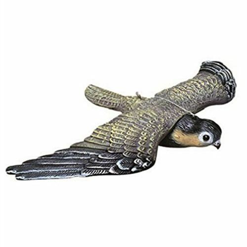 Flying hawk falcon - flying, garden