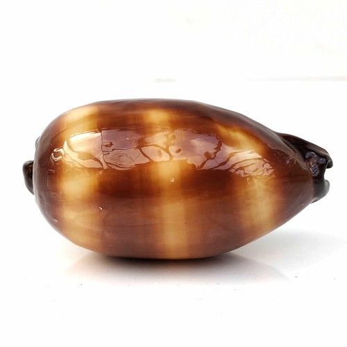 Cowrie talpa polished seashell - talpa,