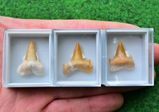 Real Shark Tooth Fossil