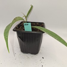 Ficus binnendijkii Alii Long