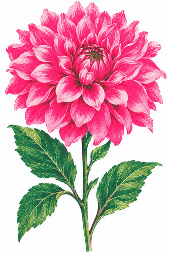 Pink dahlia risograph - 30.,