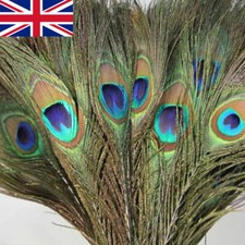 10x PEACOCK TAIL FEATHERS