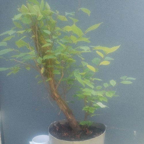 Elm bonsai tree raw material - bonsai,