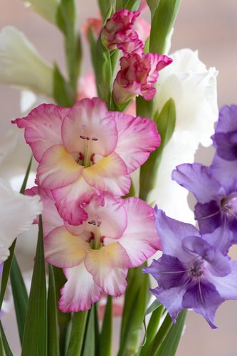 Gladiolus corms white - 20,