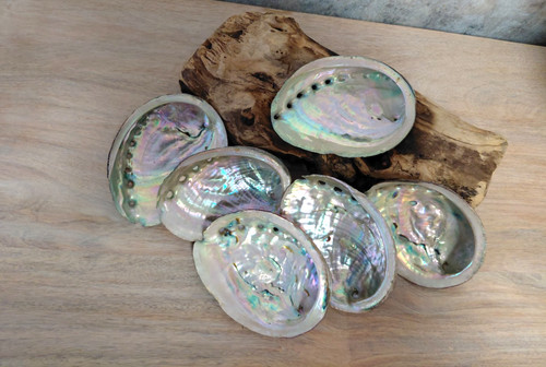 Abalone shell natural large - shell,