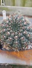Gymnocalycium baldianum, Big