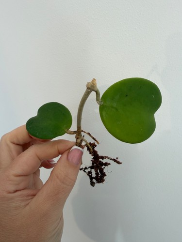 Beautiful hoya kerrii rooted - kerrii,
