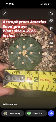 Ariocarpus aztekium - ariocarpus,