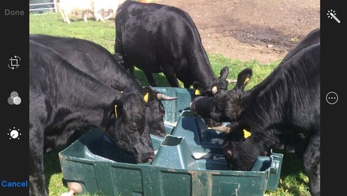 Livestock feeder cattle - feeder,, feed