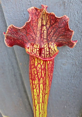 Sarracenia mitchelliana - sarracenia,