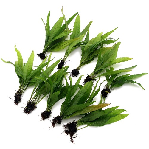 Microsorum pteropus java - java, fern