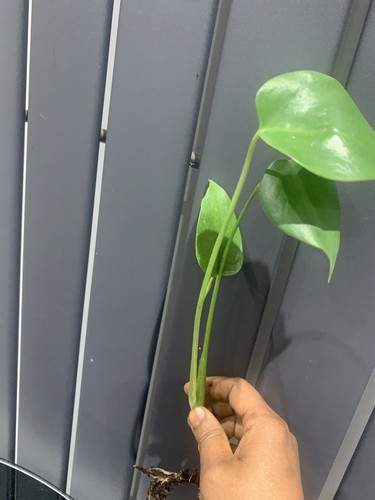 Monstera deliciosa swiss - monstera,
