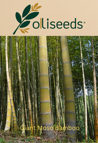 Giant moso bamboo - moso,