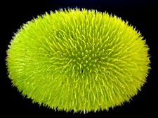 Wooly Bear Gourd - Cucumis dipsaceus - 5+ seeds - EXTRAVAGANT! Cu 002