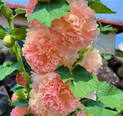 Hollyhock chaters salmon pink - chaters,