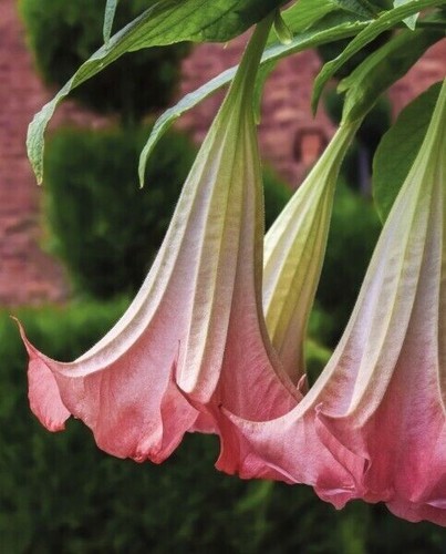 Pink angel trumpet - pink,