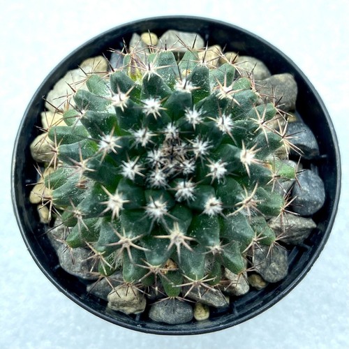 Mammillaria brandegeei