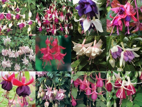 Fuchsia trailing mixed - trailing, 'mixed