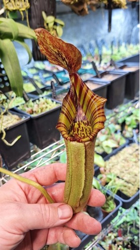 Nepenthes x - lowii),