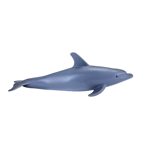 Mojo bottlenose dolphin - mojo,
