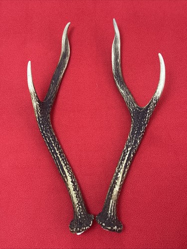 Pair sika deer antlers - pair,