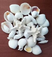 35 White Seashells 2 Bleached