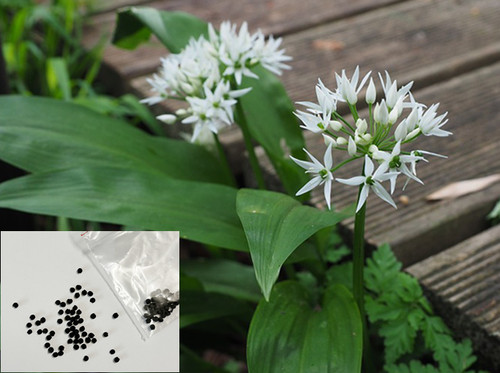 Wild garlic bear - garlic,,