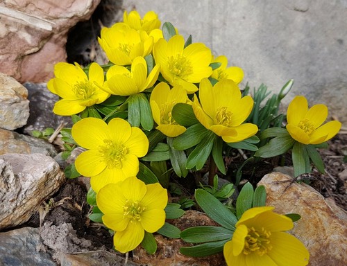 20x winter aconite eranthis - winter,