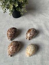Tiger Cowrie Shells x4 –