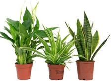 Air Purifying Plant Collection
