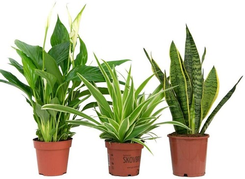 Air purifying plant collection - purifying,