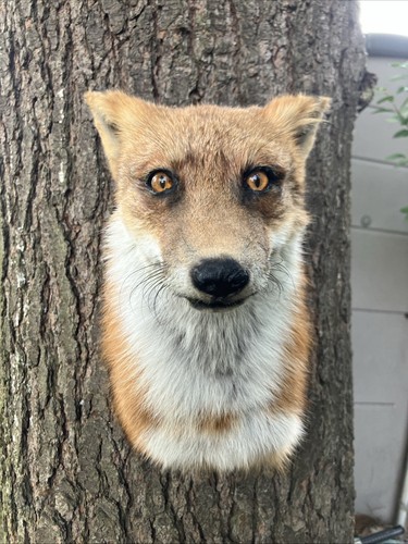 Red fox shoulder - red,