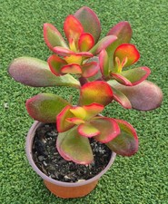 Crassula Ovata 'Hummel's