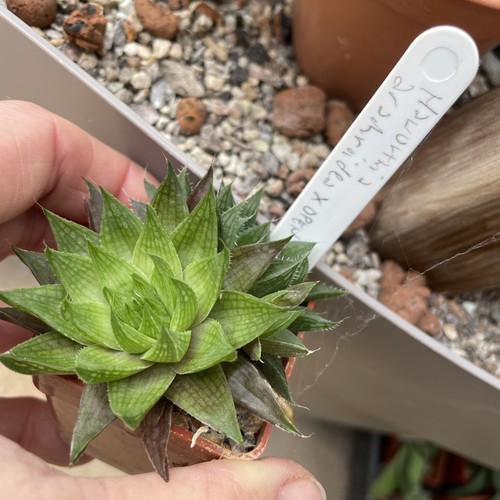 Haworthia arachnoidea open - haworthia, x