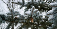 Picea pungens, Colorado Blue Spruce Christmas tree - 50 Semi