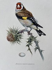 1955 Vintage European Goldfinch bird print. Antique ornithology and biology