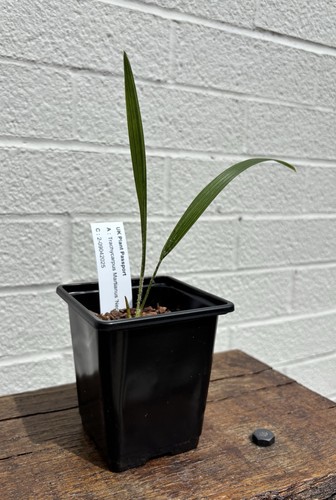 Trachycarpus martianus - trachycarpus,