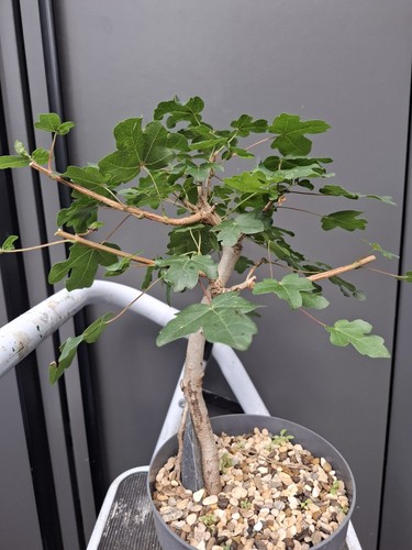 Field maple bonsai - field,